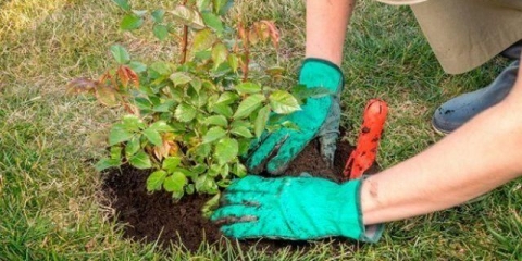 Da li je moguće presaditi ruže ljeti tokom cvatnje